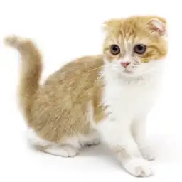 スコティッシュフォールド