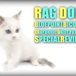 【 ラグドール 】美しい瞳の個性的なブルーポイントバイカラーの女の子登場！