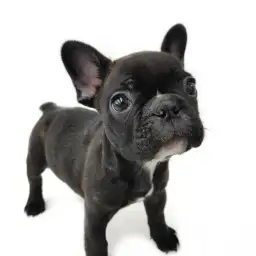 フレンチブルドッグ
