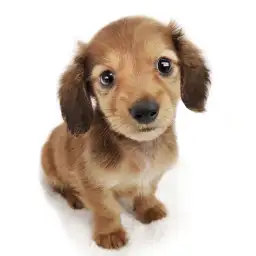 カニンヘン・ダックスフント