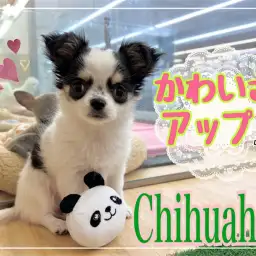 【 チワワ 】NT店のパンダ模様の美少女チワワちゃん