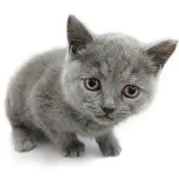 ブリティッシュショートヘア