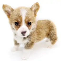 ウェルシュコーギーペンブローク