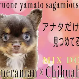 【 MIX 】濃厚なチョコタンカラー!陽気な明るい性格がポイント!