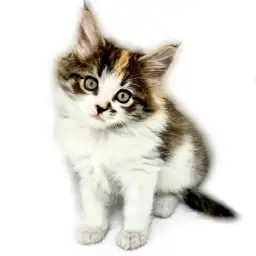 ノルウェージャンフォレストキャット