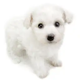 ビションフリーゼ