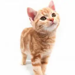 アメリカンショートヘア