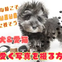 【 ペット撮影 】一眼レフを使って愛犬&愛猫を綺麗に撮影してみよう!