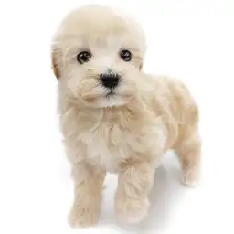 MIX（トイプードル×マルチーズ）