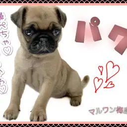 【 パグ 】魅惑のむちむちボディの持ち主！美形な女の子が登場！！