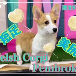 【 コーギー 】 短足&美尻!心は乙女のコーギーちゃん