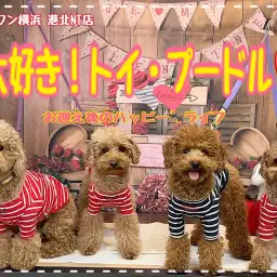 【 わんこライフ 】トイプードルの可愛い自慢を卒業生に聞いちゃいました！