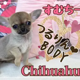 【 チワワ 】小さめ!つるりんBODYのフォーンカラーのスムチーちゃん!