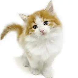 ノルウェージャンフォレストキャット