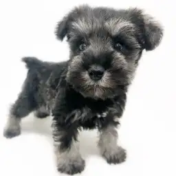 ミニチュア・シュナウザー