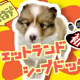 【 シェットランドシープドッグ 】友好的な性格!マルワン東川口店に初登場!