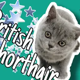 【 ブリティッシュショートヘア 】ぶちゃカワだけじゃない!超美人ブリちゃん誕生!