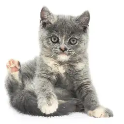 ブリティッシュショートヘア