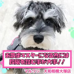 【 お役立て情報 】段階を踏むのが大事！上手なお散歩の始め方！