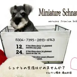 【 ミニチュア・シュナウザー  】生後62日のスタイリッシュなオシャレBOY