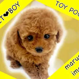 【 トイプードル 】濃厚レッドの爆毛を纏った超童顔フェイスのおっとり小さめ男子!