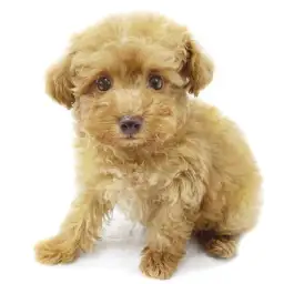 トイ・プードル