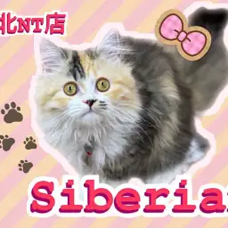 【 サイベリアン 】美猫に成長！4ヶ月のアクティブなキャリコカラーの女の子！