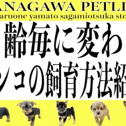 【 神奈川ペットライフ 】初心者の方必見！月齢毎に変わるワンコの飼育方法をご紹介
