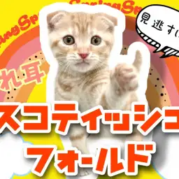 【 スコティッシュフォールド 】愛嬌たっぷりまん丸お顔の折れ耳仔猫ちゃん！