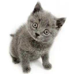 ブリティッシュショートヘア