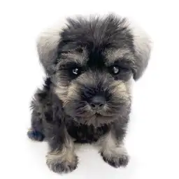 ミニチュア・シュナウザー