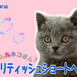 【 ブリティッシュショートヘア 】青い被毛の丸いネコ、マロ眉がかわいい女の子