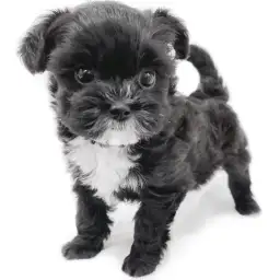 MIX（トイプードル×シーズー）