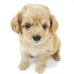 MIX（トイプードル×チワワ）