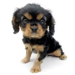 キャバリア・キングチャールズ・スパニエル