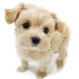 MIX（マルチーズ×トイプードル）