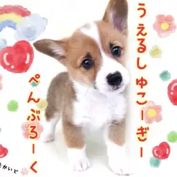 【 ウェルシュコーギーペンブローク 】お手入れ完璧！短足界のトップスター！！