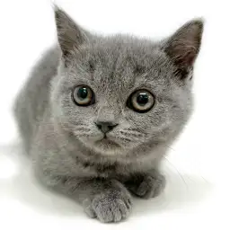 ブリティッシュショートヘア