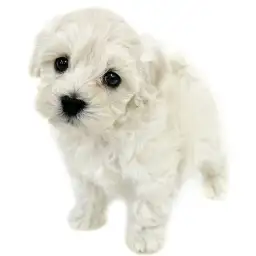 MIX（トイプードル×マルチーズ）