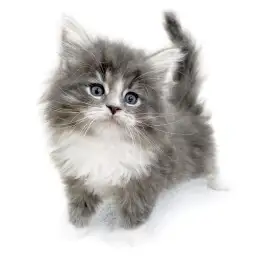 ノルウェージャンフォレストキャット