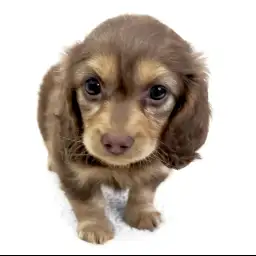 ミニチュア・ダックスフント