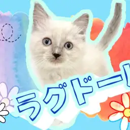 【 ラグドール 】澄んだ水色の瞳は癒しそのもの！大人気猫種登場！！