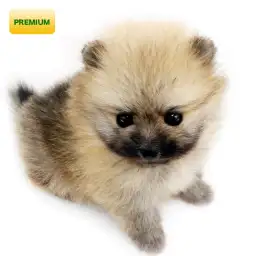 ポメラニアン