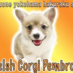 【 コーギー 】元気ハツラツ!エネルギッシュで明るい性格は太陽の様な存在!