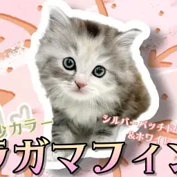 【 ラガマフィン 】希少な毛色シルバーパッチドタビー!甘え上手の女の子