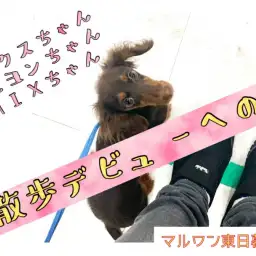 【 トレーニング 】ワクチンプログラム終了！～お散歩デビューへの道～