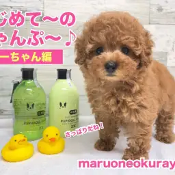 【 4/27シャンプー 】トイプーちゃん初シャンプーに挑戦!気持ちよかったよ!