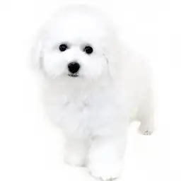 ビションフリーゼ