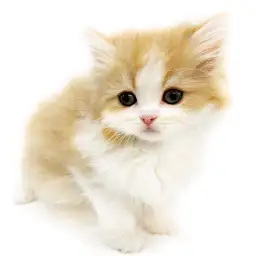 スコティッシュフォールド