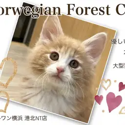 【 ノルウェージャンフォレストキャット 】優しいカラーの大型猫種の女の子!